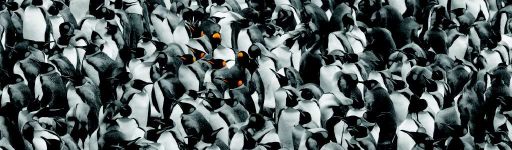 penguins and orange.png
