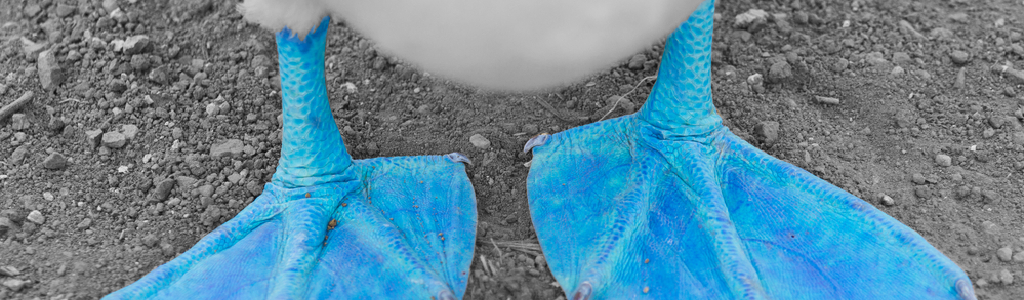 blue and grey bird.png