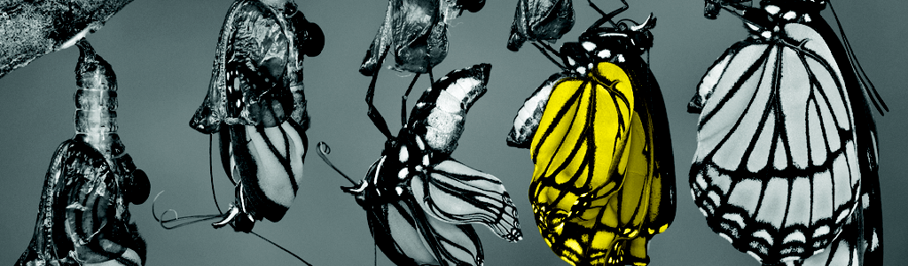 butterfly.png