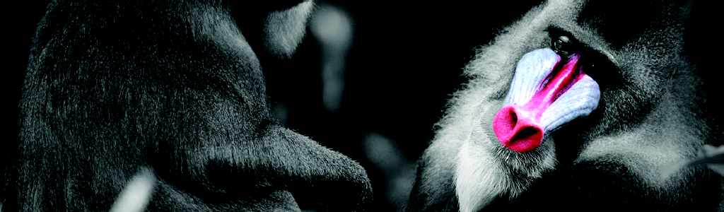 mandrill.png
