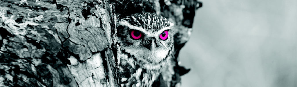 owl.png
