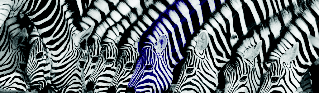 zebra.png