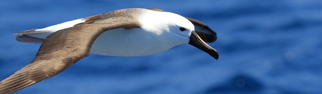 albatross.jpg
